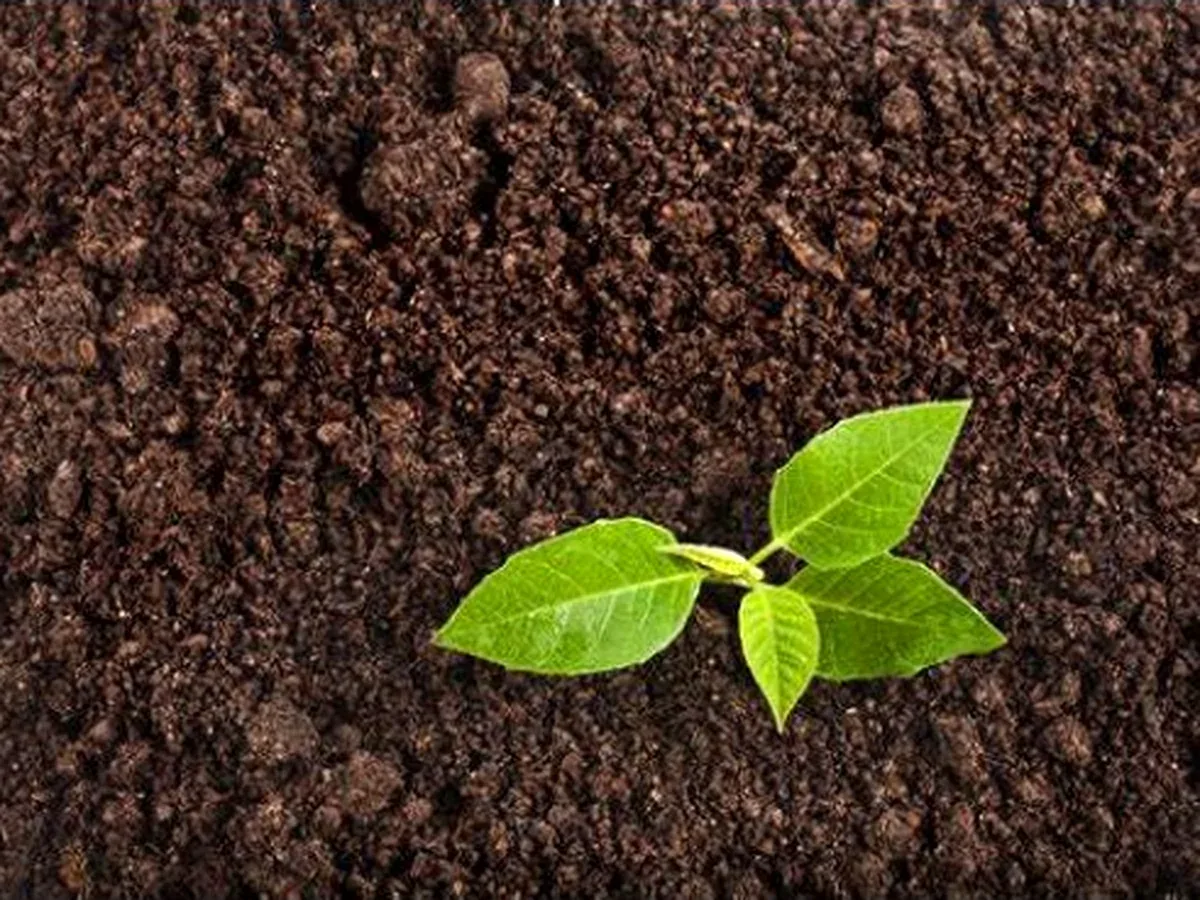 Black Gold Loam Top Soil