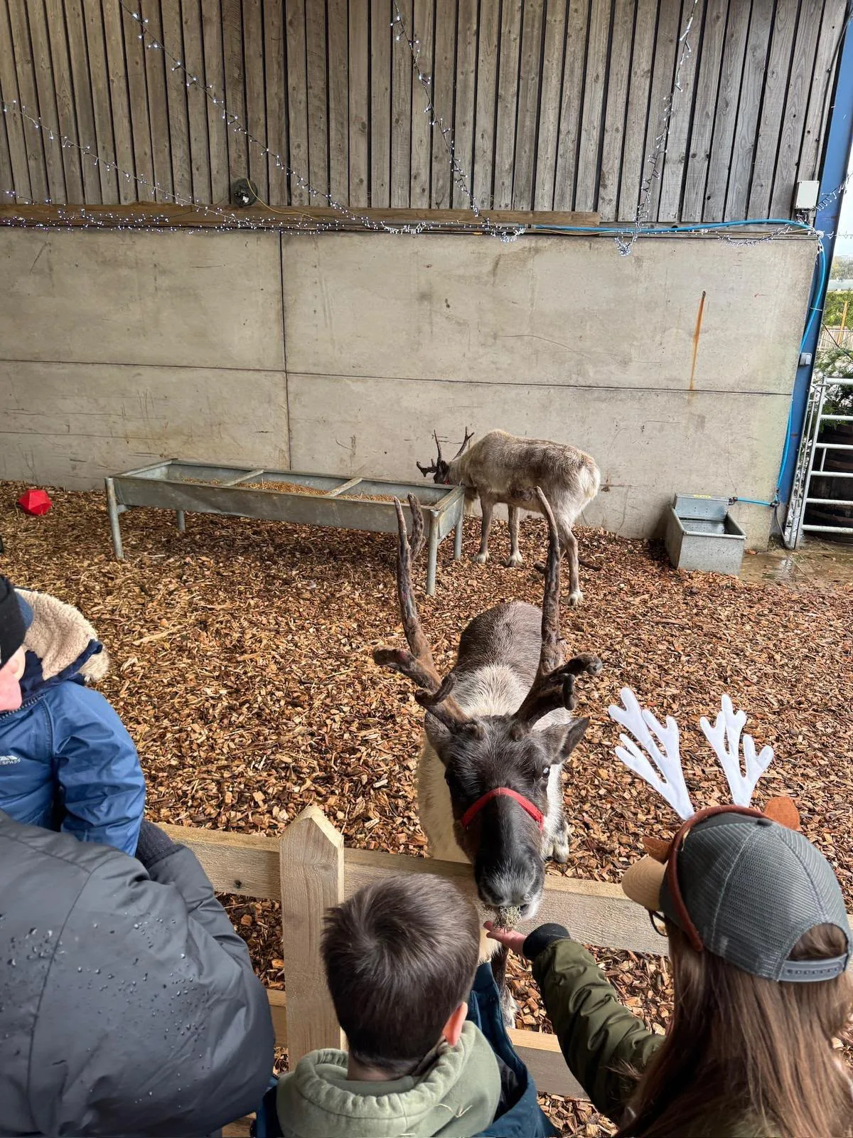Christmas On The Reindeer Farm & Secret Elf Village - event photo