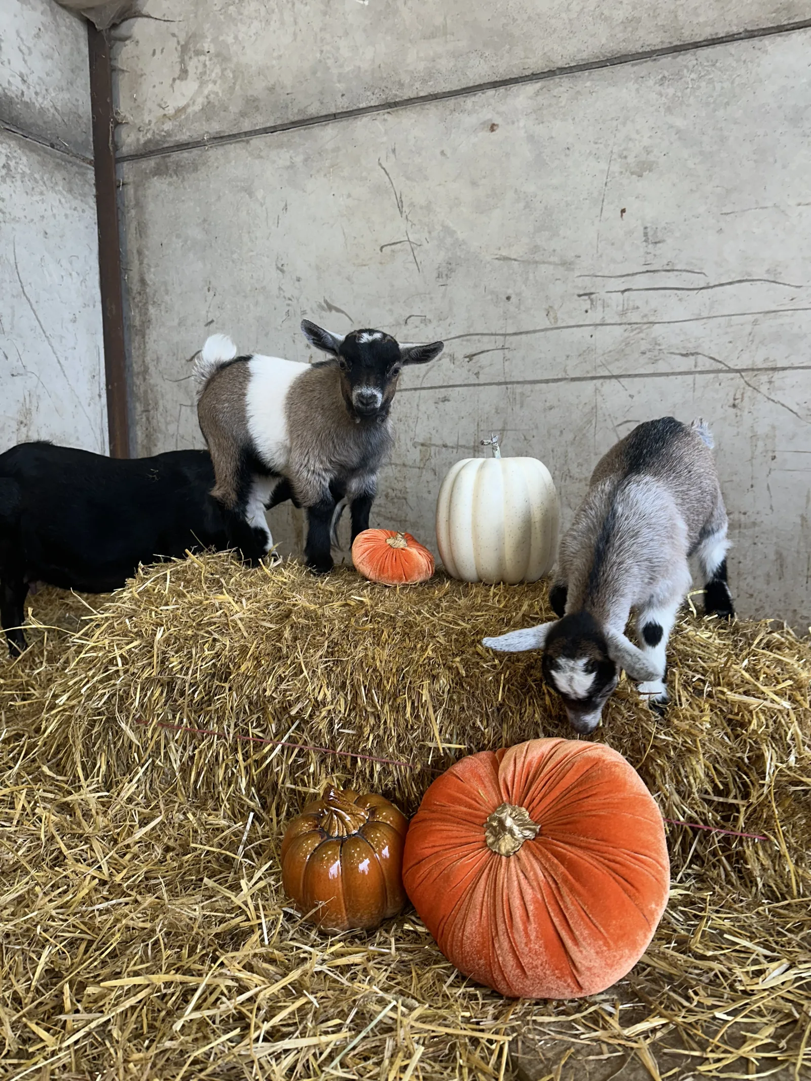 Pumpkin Petting Farm - event photo