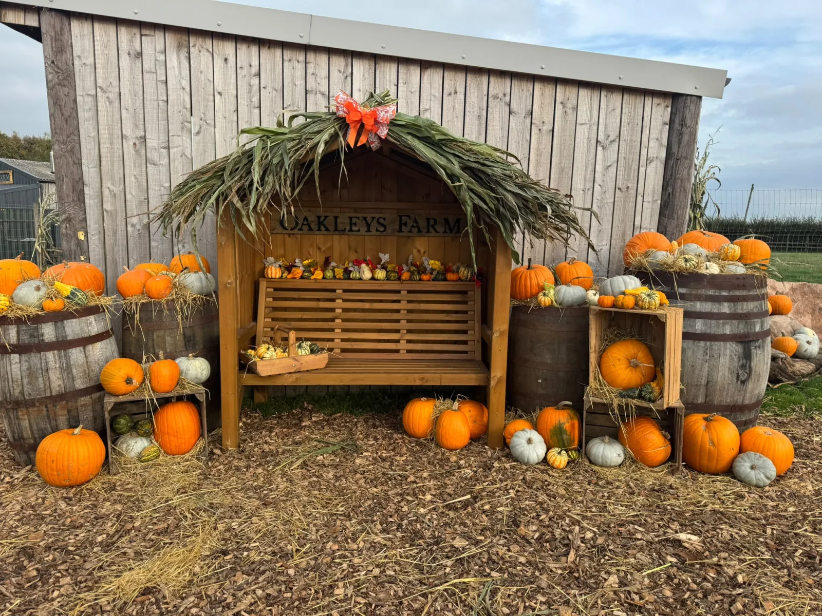 Pumpkin Petting Farm - event photo
