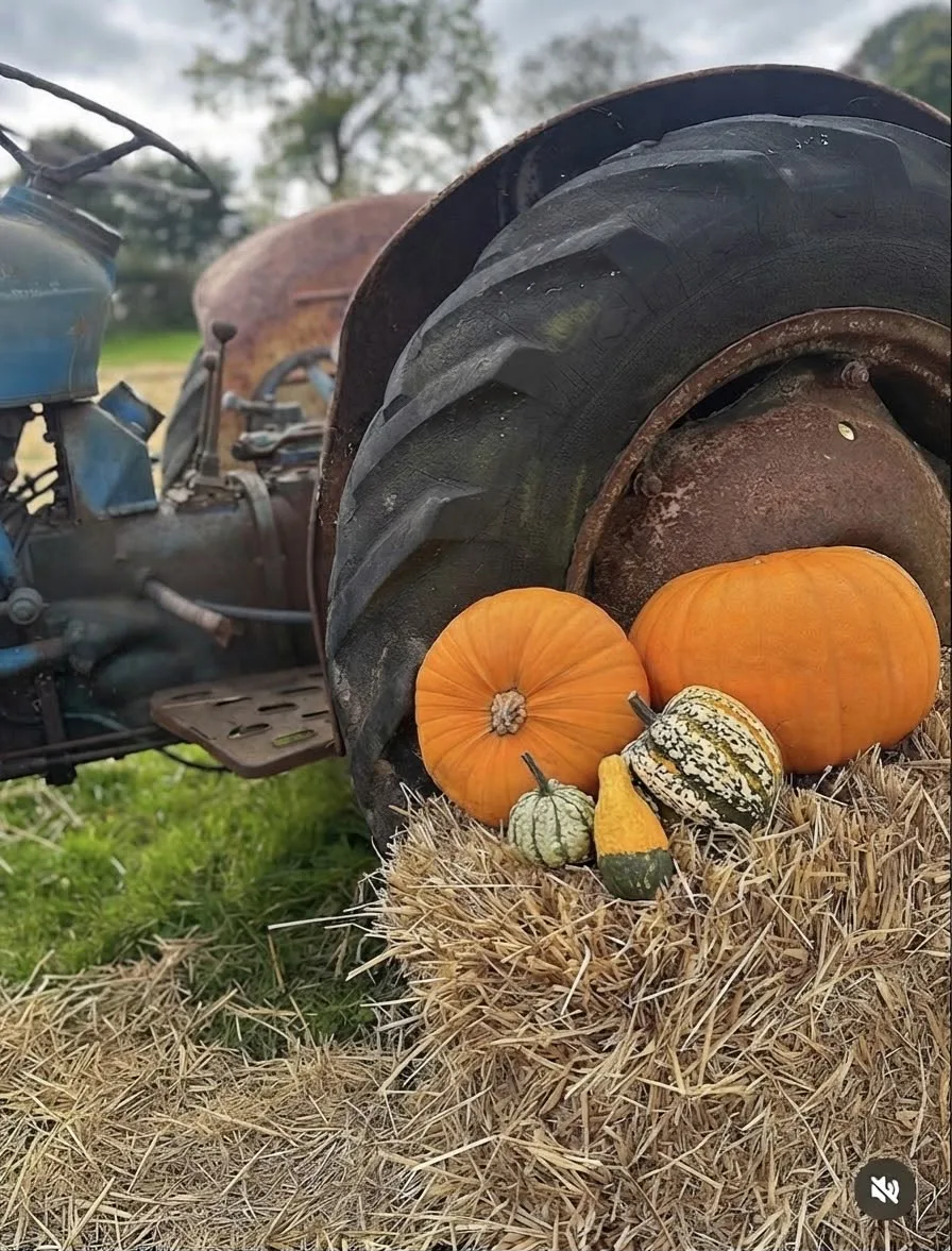 Pumpkin Petting Farm - event photo