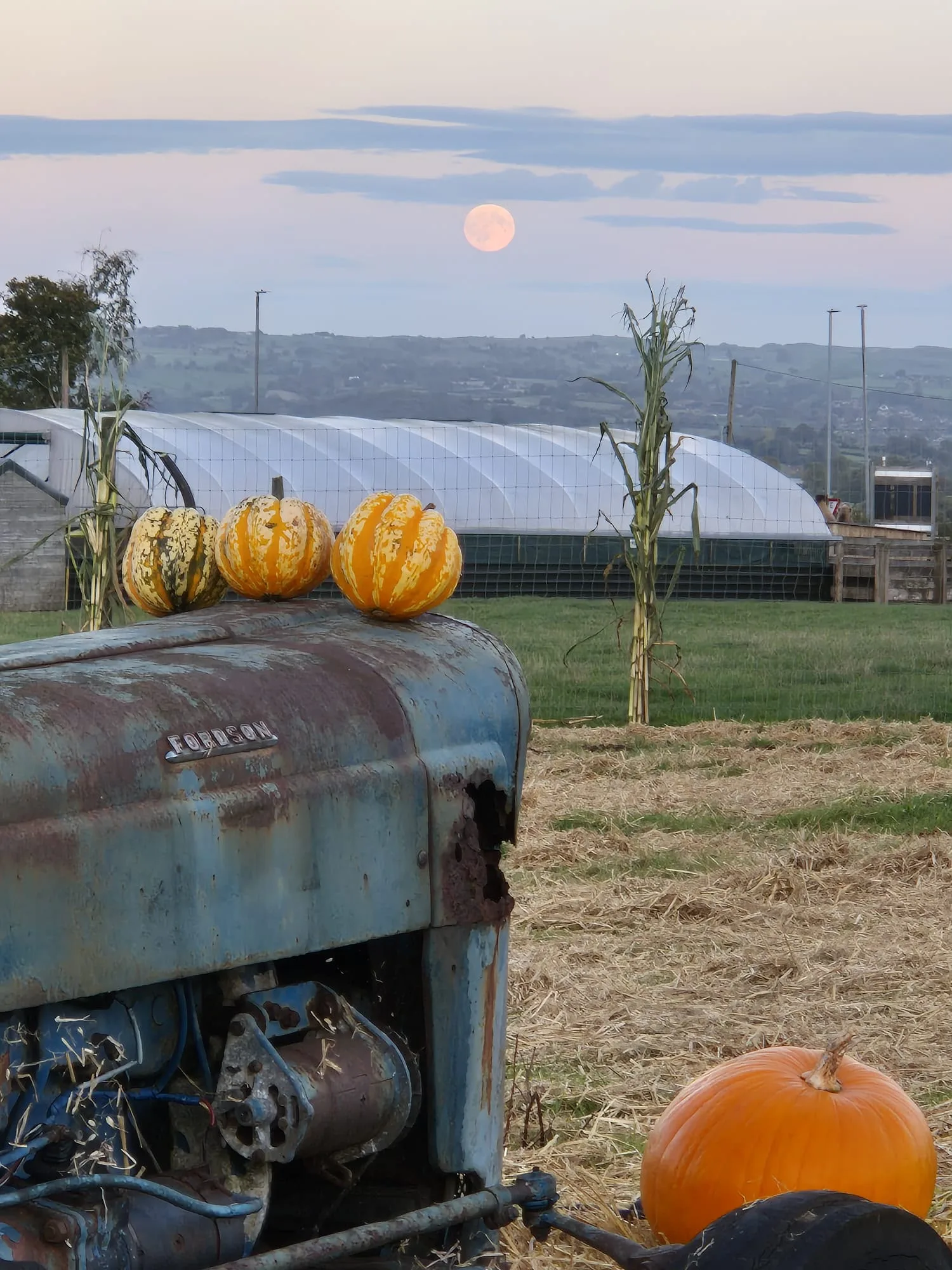 Pumpkin Petting Farm - event photo