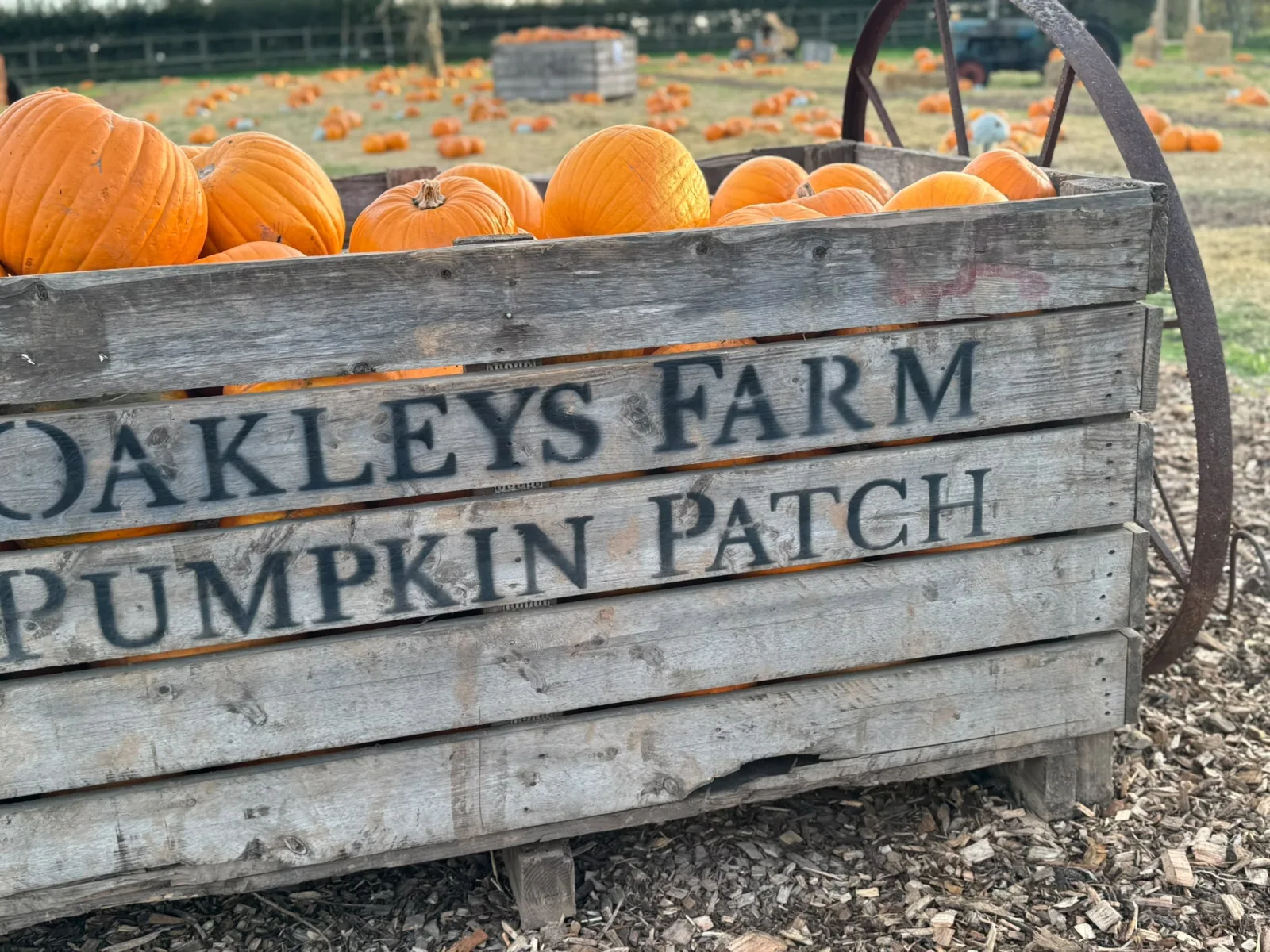 Pumpkin Petting Farm - event photo